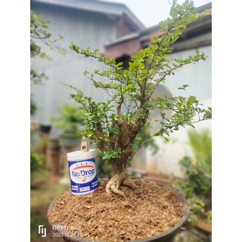 Bahan bonsai hokiantea bunga medium berkarakter