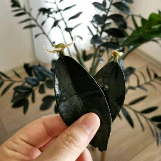 zamia hitam black zz raven