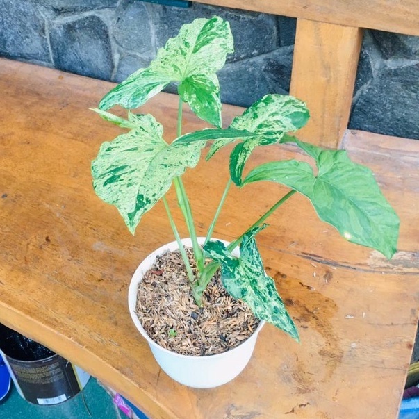 Tanaman Hias Syngonium Mojito Variegata - Tanaman Daun Singonium Mojito