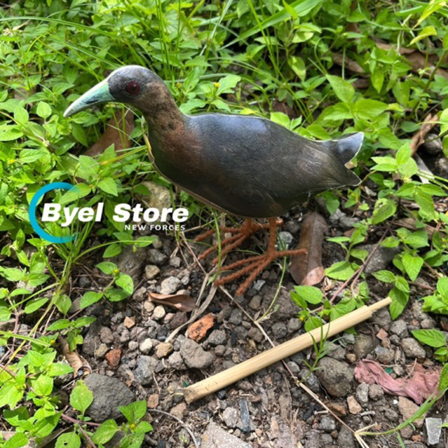 Patung Pemikat Burung Kareo Sulawesi - Jontrot Ruak Ruak