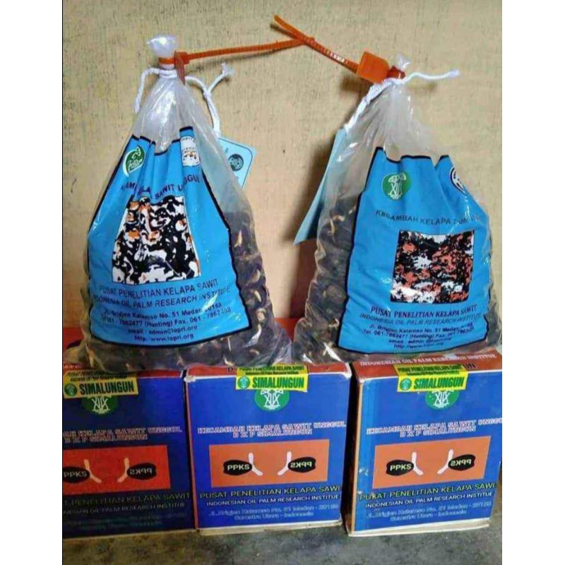 benih Kecambah sawit varietas dxp Simalungun