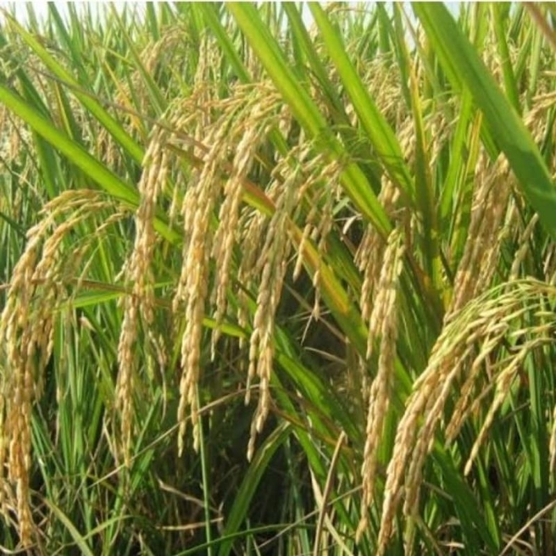 bibit padi beras merah 1kg