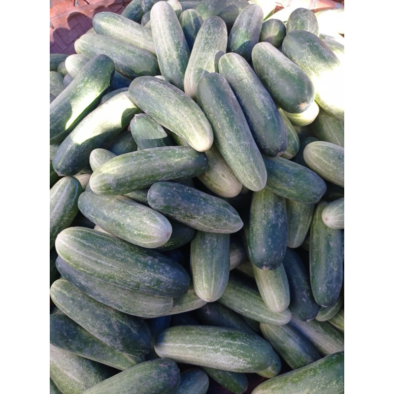

bonteng fresh nikmat cocok untuk segala rupa