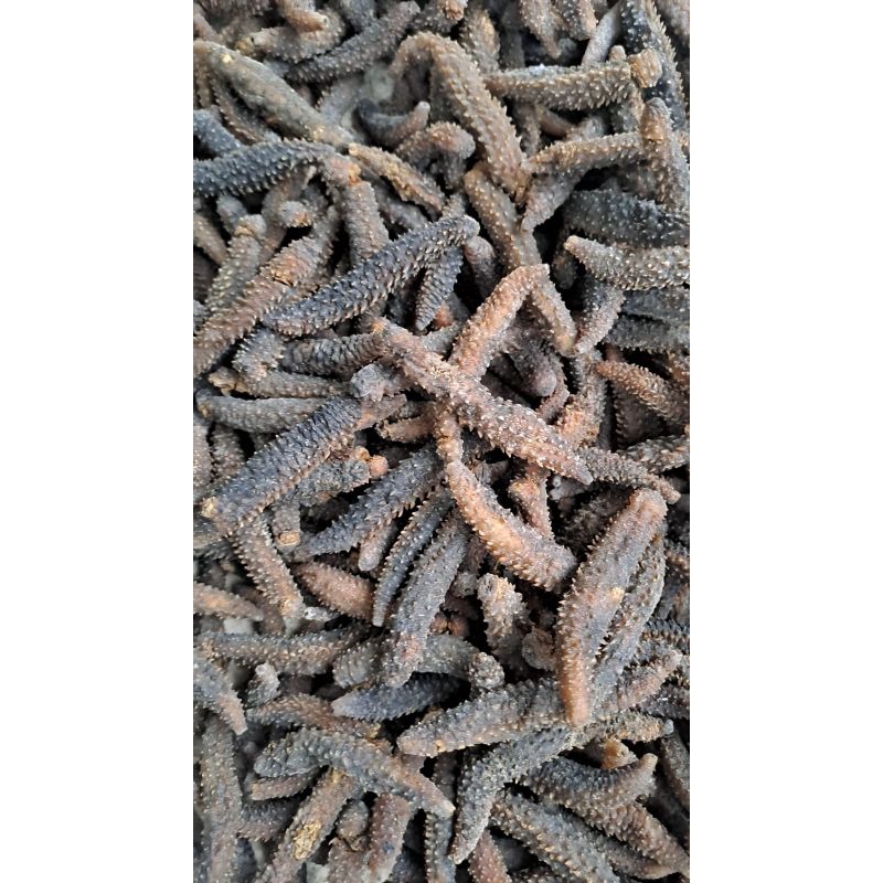 

Teripang Duri Kering Berkualitas Haisom Super Ekspor