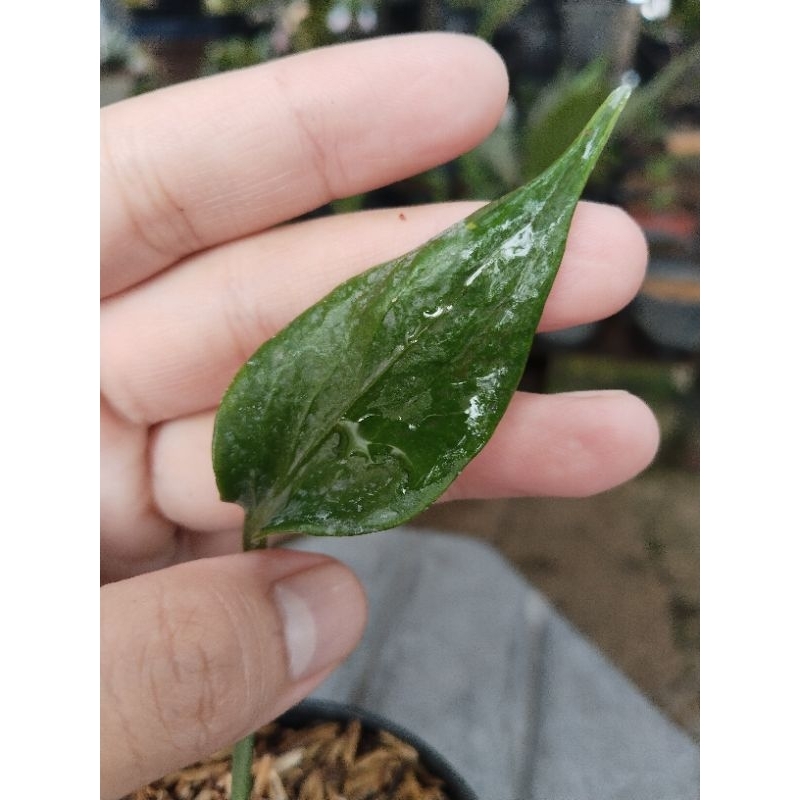 anthurium corong x jemani ( koleksian) daun tebal. bonggol