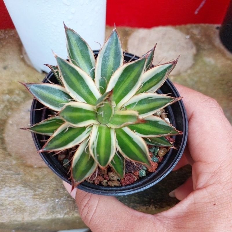 Agave Filifera Marginata Compakta