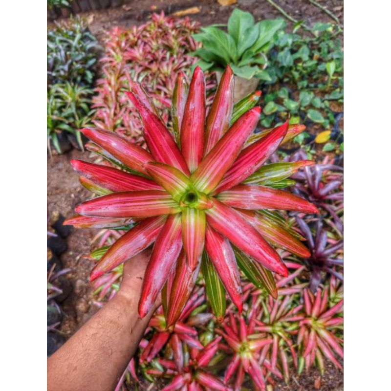 PROMO Tanaman Hias Bromelia Tricolor Bunga Bromelia merah pohon bromeliad Tanaman indoor dan outdoor
