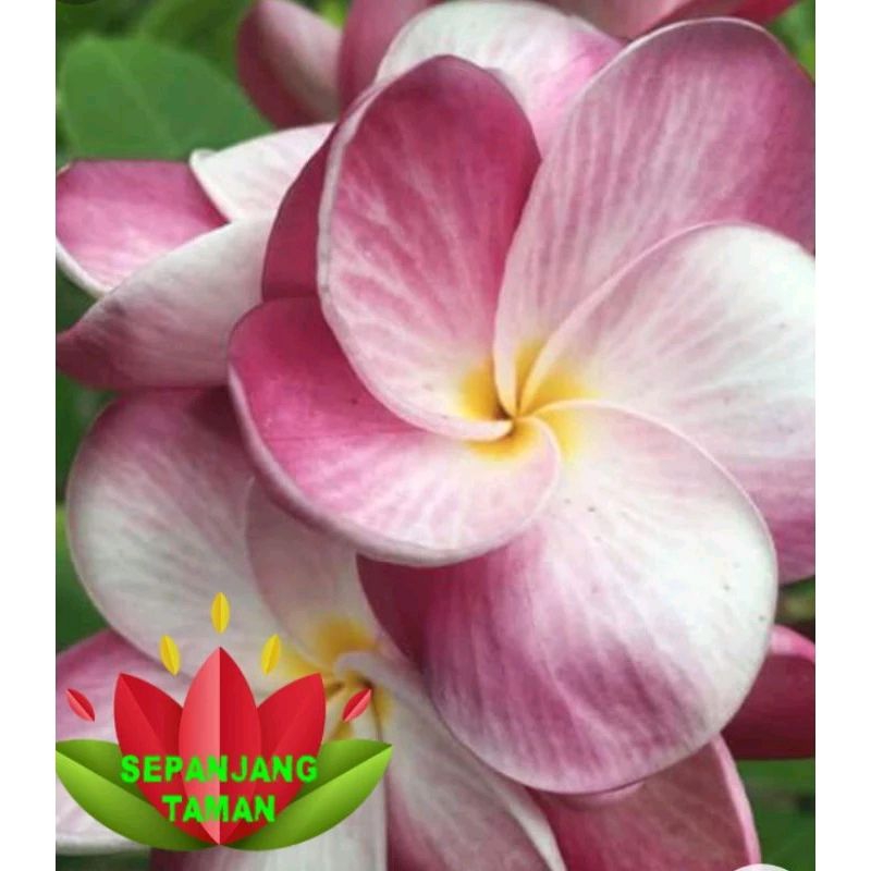 Tanaman Hias Kamboja Bali Pink Diana Ukuran ± 1 Meter/ Tanaman Hias Kamboja Bali