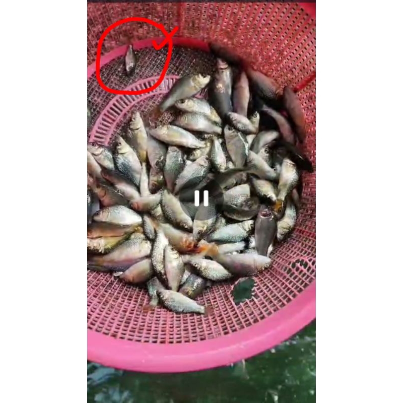 Paket Ikan Pembersih Aquarium & Pemakan Lumut dan Kotoran Aquarium