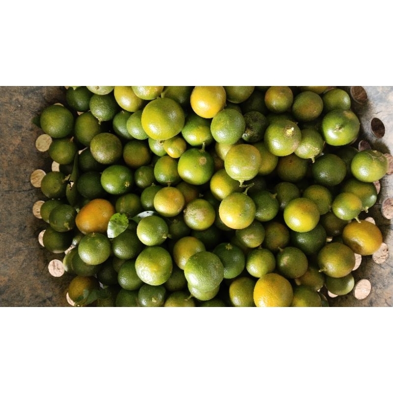 

2kg eruk kasturi jeruk sonkit fresh petik kebun 2kg
