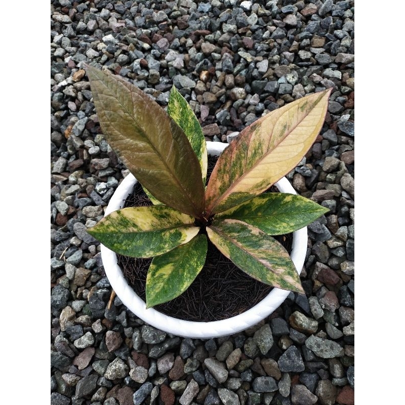 Anthurium Jemani Pink Variegated