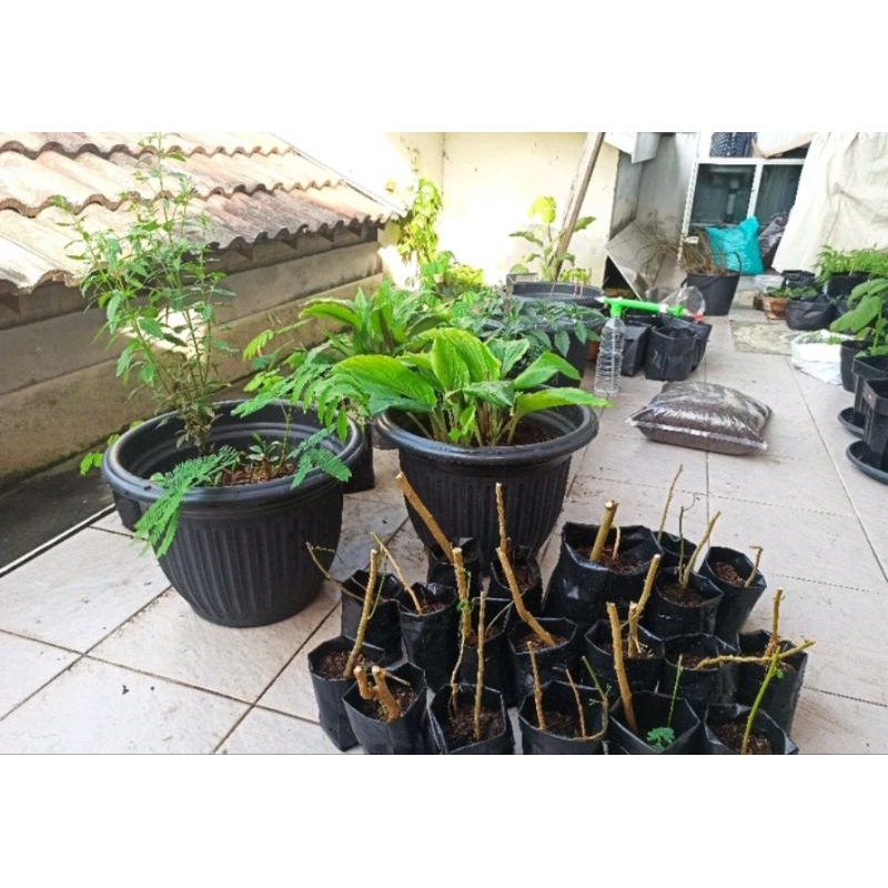 Bibit kaliandra putih/bibit kaliandra putih cabut/kaliandra putih