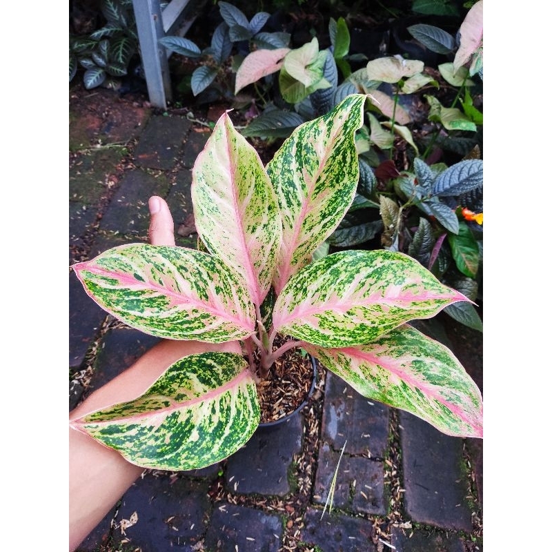 Aglonema bidadari tanian lokal