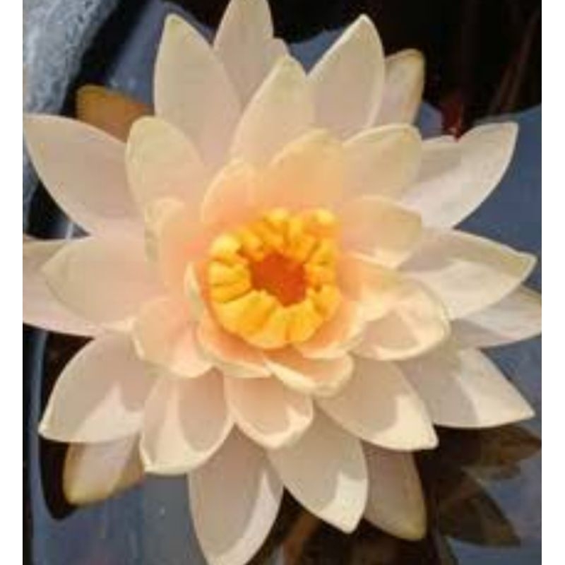 Bibit anakkan Tanaman Teratai bunga Kuning