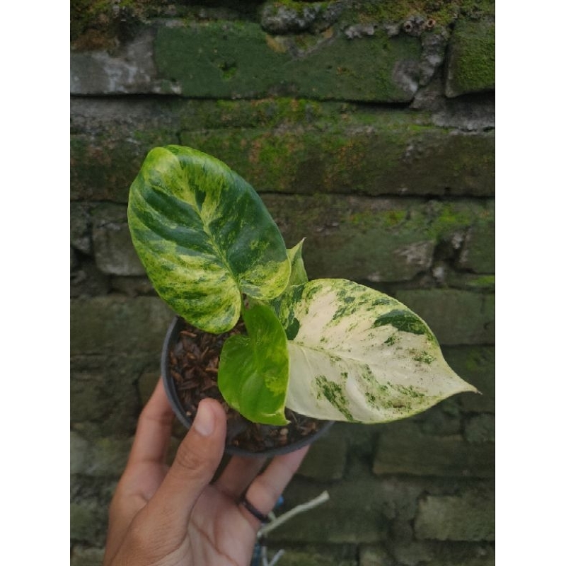 Homalomena sp varigata yellow