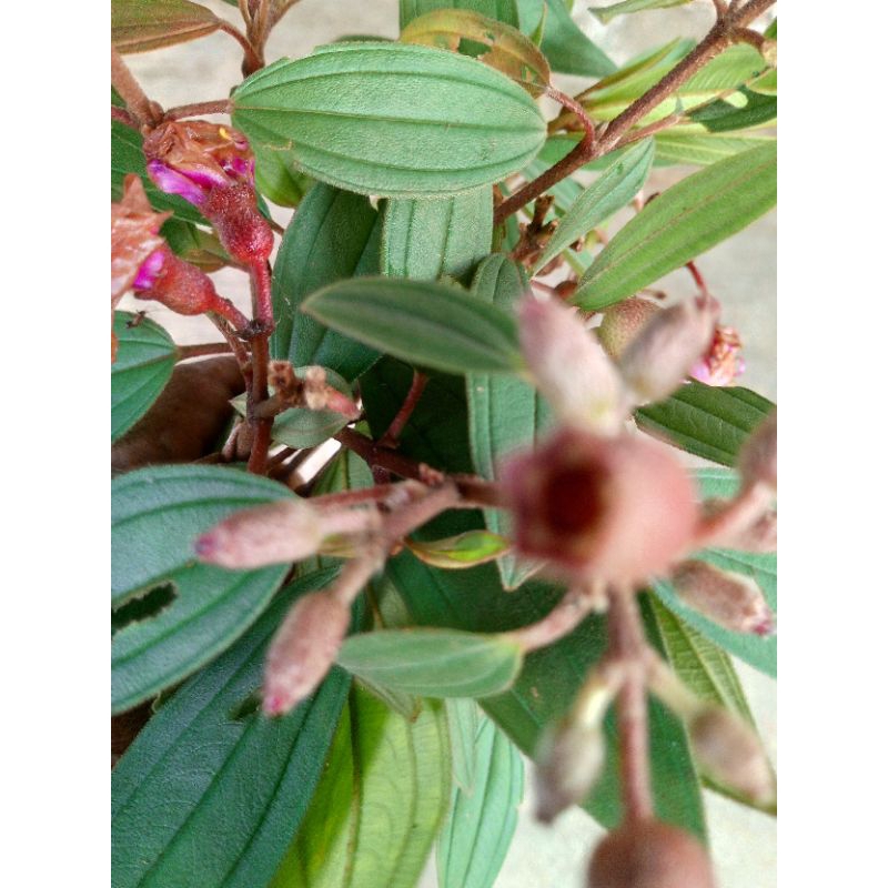 

daun buah senggani harendong /500gram