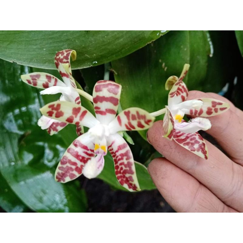 Phalaenopsis Sumatrana