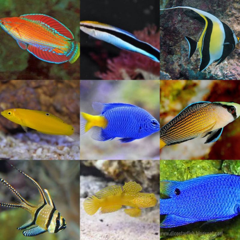 

IKAN LAUT ASLI PAKETAN ISI 5 EKOR