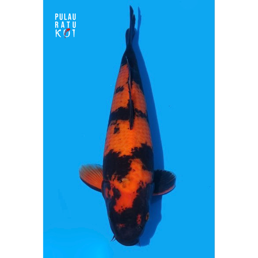 hi utsuri shinoda 40 bu ikan koi import sertifikat breeder 038