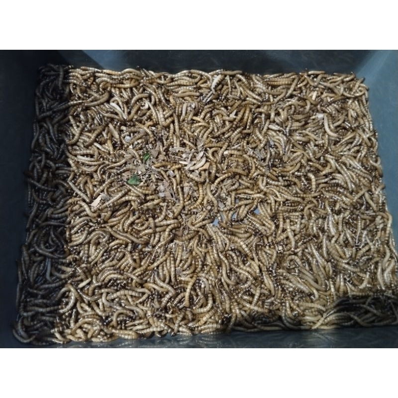 Ulat Jerman (Superworm) hidup | 1000 gr