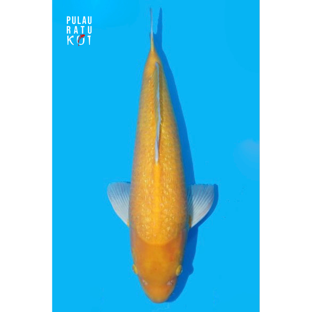 karashi ginrin momotaro koi farm 65 bu koi import sertifikat breeder hajiro