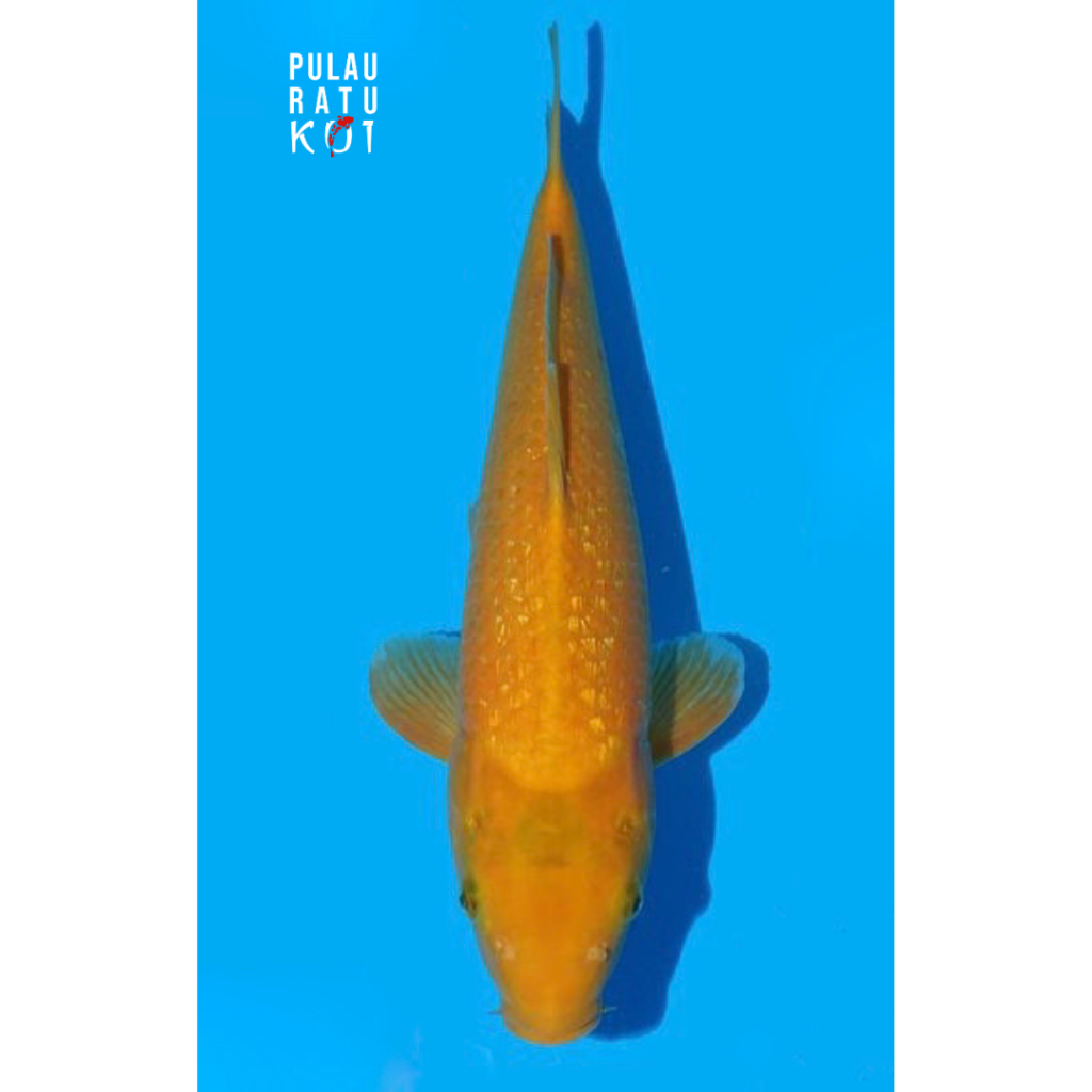 karashi ginrin 45 bu momotaro koi farm ikan koi import sertifikat breeder