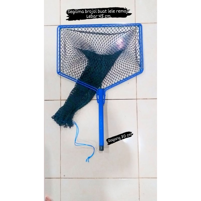 seser serok ikan lele remaja