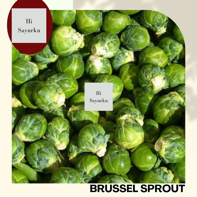 

BRUSSEL IMPORT CN 1 KG