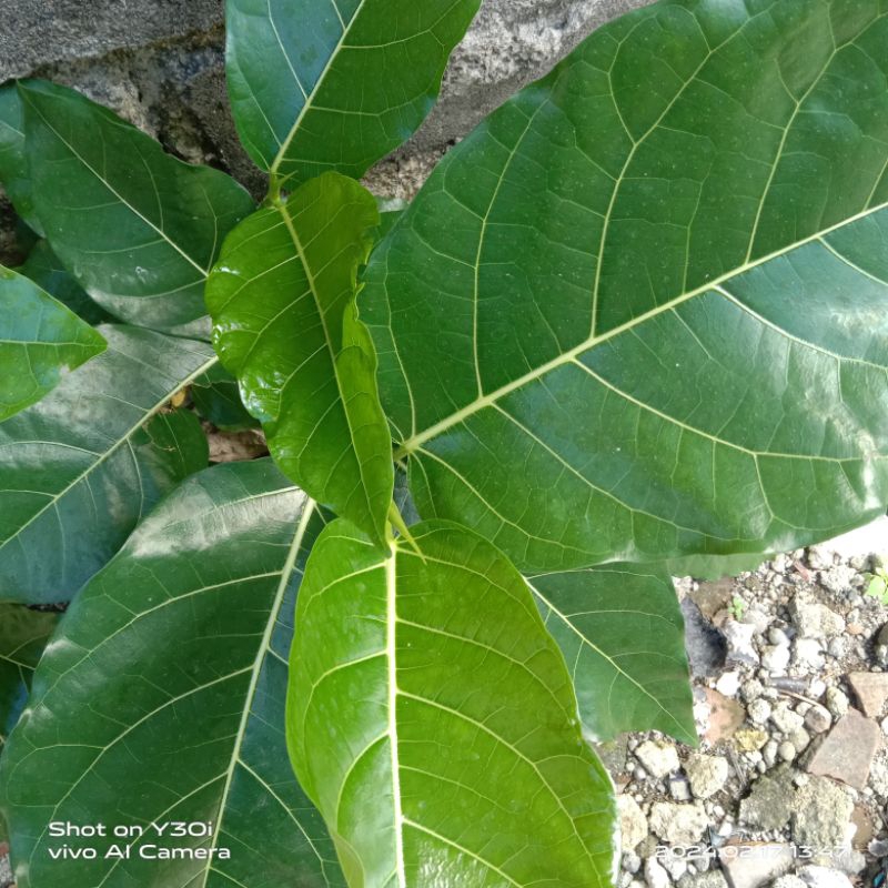 

daun awar awar kemasan 500 g segar