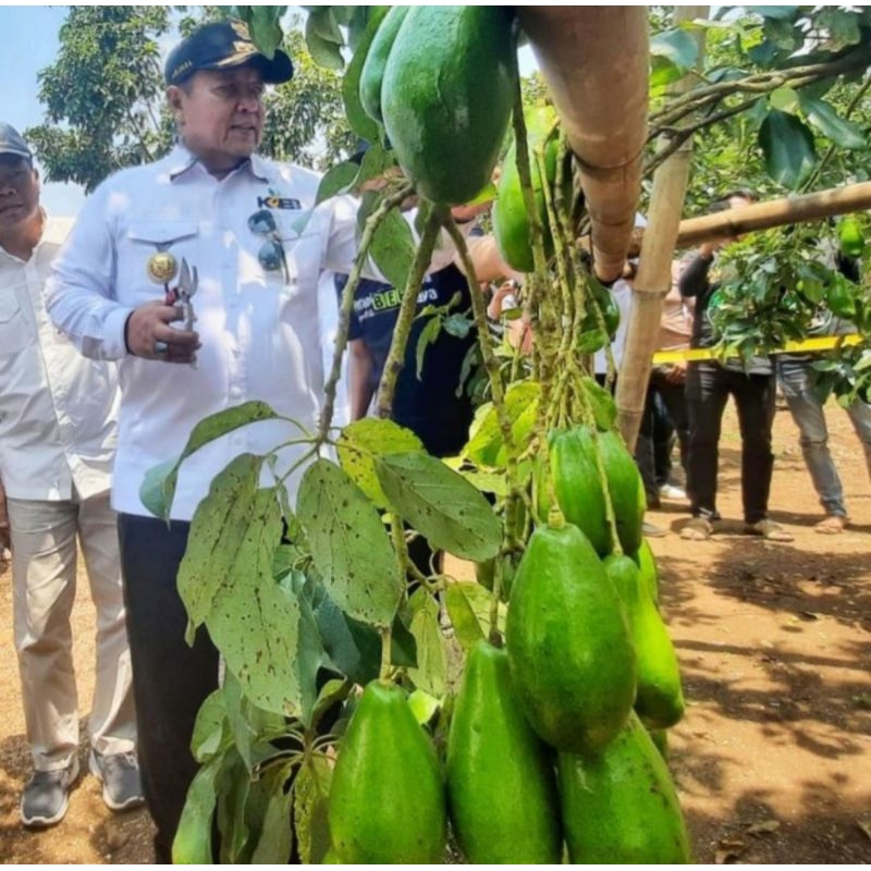 Bibit Alpukat Siger 1 Super (Asli Lampung)