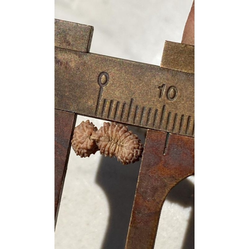 origin gs mukhi 21 small size quality a