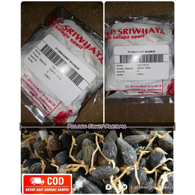 benih sawit DxP sriwijaya 6 unggul berkualitas