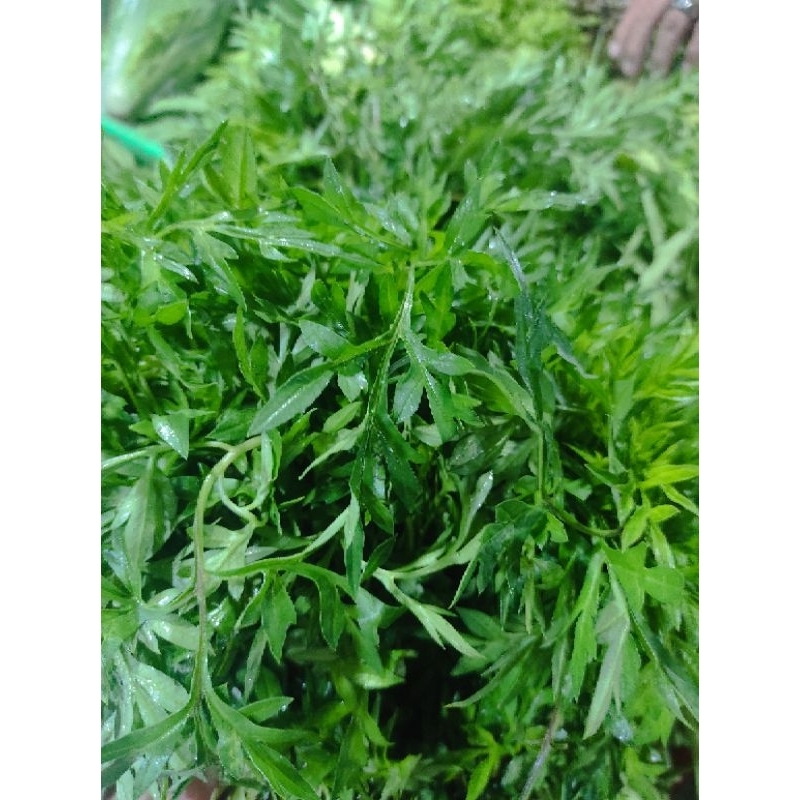 

DAUN KENIKIR SEGAR PER IKAT / LALAP ATAU URAPAN