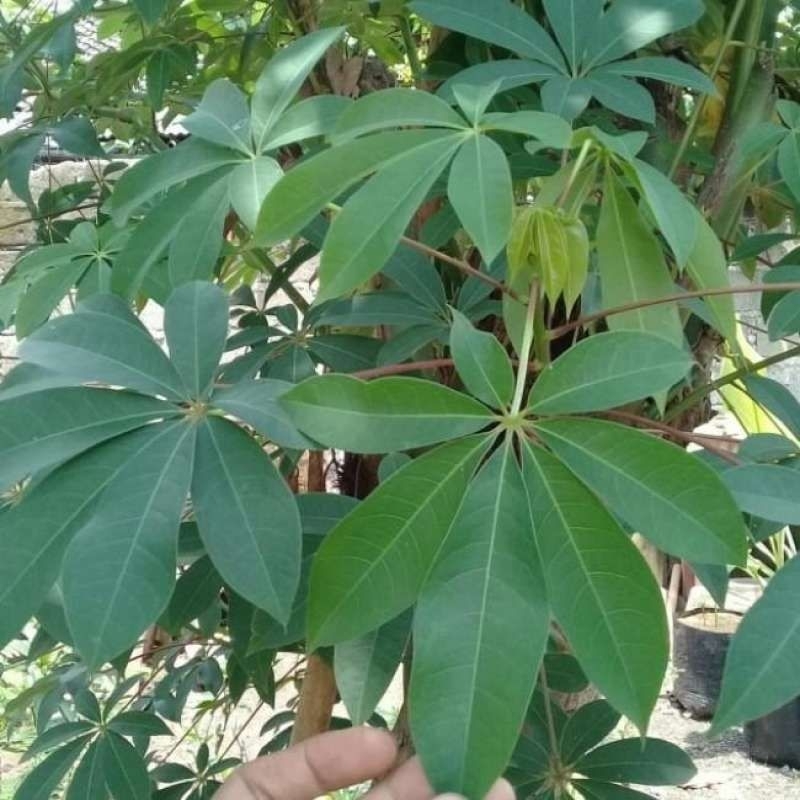 

Daun kapuk / daun randu 1 kg