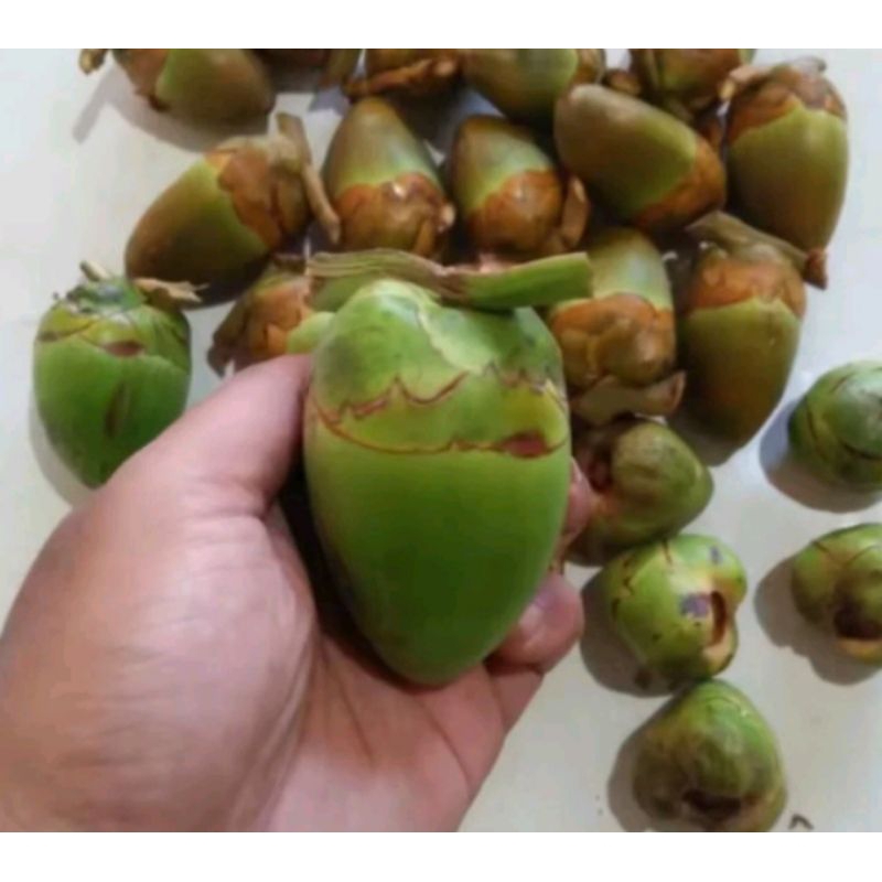 

beluluk kelapa per20pcs./tembuluk segar
