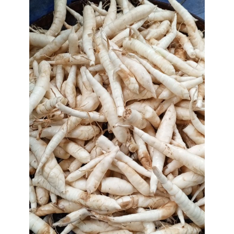 

Umbi Garut Herbal 1kg