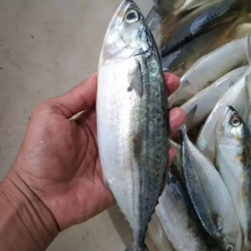 

ikan kembung 500gr