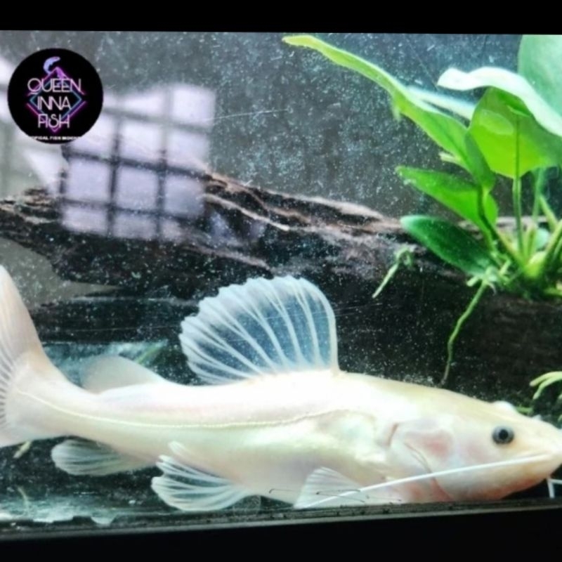 Red Tail Catfish Morph Panda | RTC Phantom RARE Ikan Import