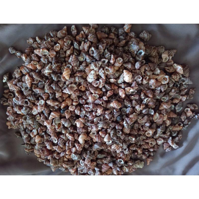 Cangkang kerang Siput Laut Titufa 100 gram