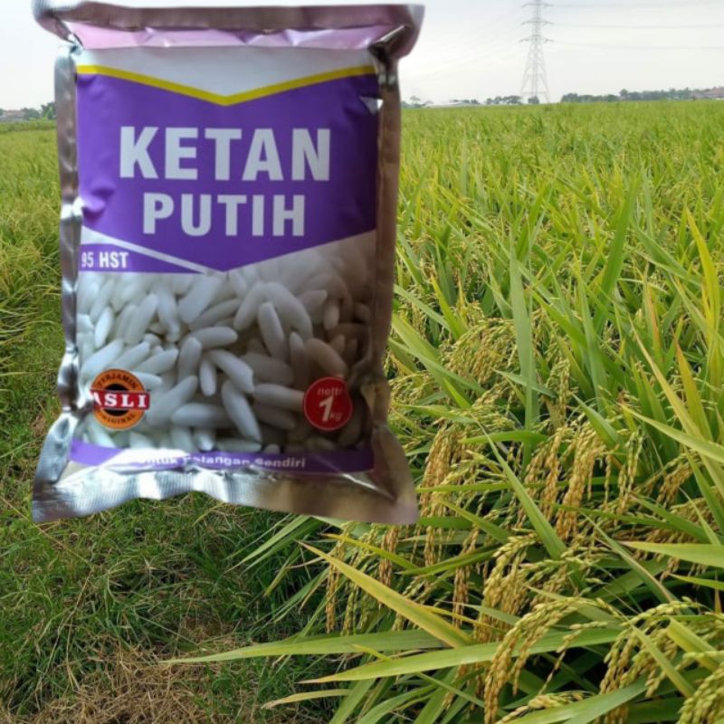Benih Ketan Putih