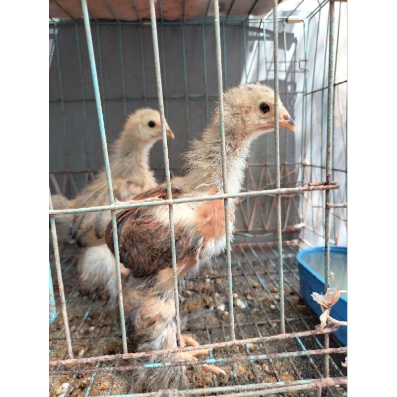 Anak Ayam Brahma 1 bulan up