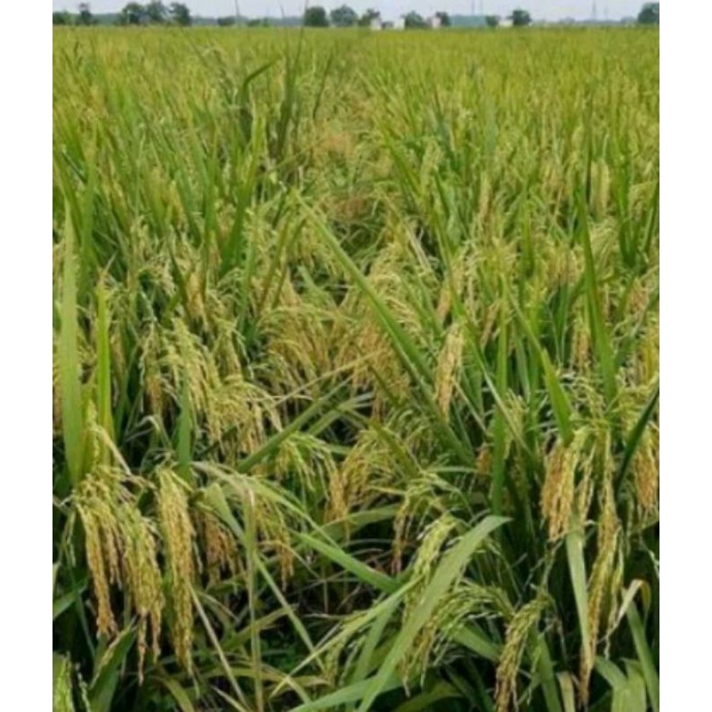 SRIKANDI JUMBO 1 kg
