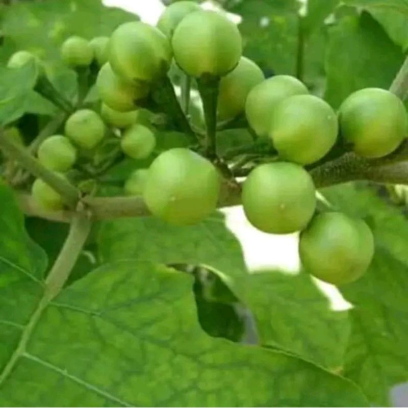 

buah tekokak/cepokak segar 500gram