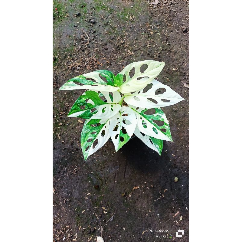 Adansonii Japan rimbun / janbol jepang