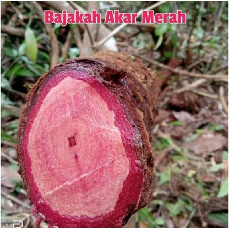 

Teh Akar Bajakah Kalimantan