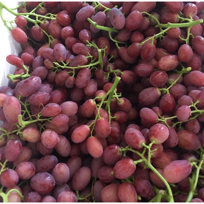 

Anggur Crimson siddlees aussy