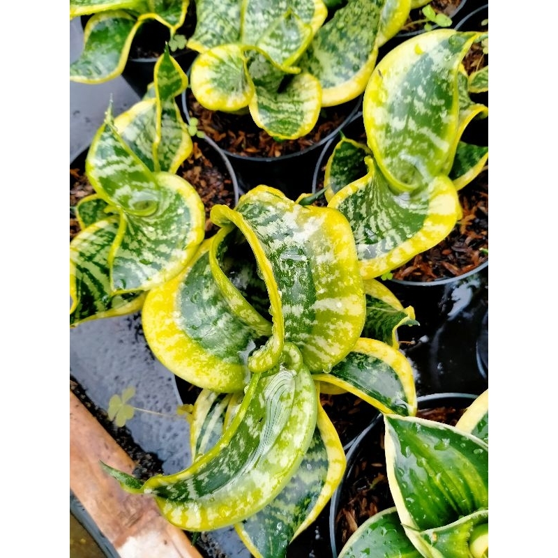 Sansevieria trifasciata Twister tsunami