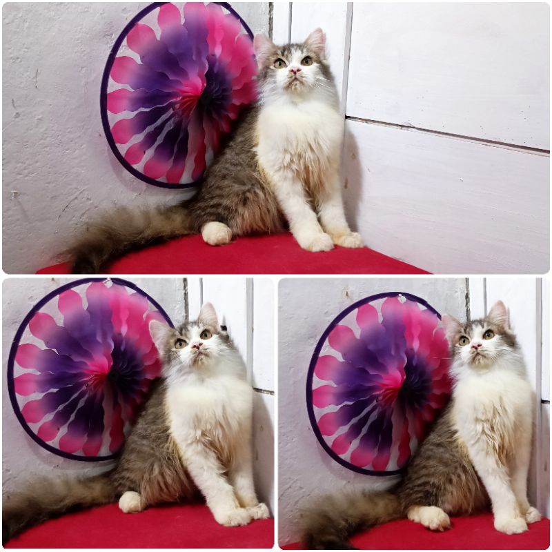 Kucing Persia  Mainecoon Abu Tabby |Free Ongkirs dan Keranjangs