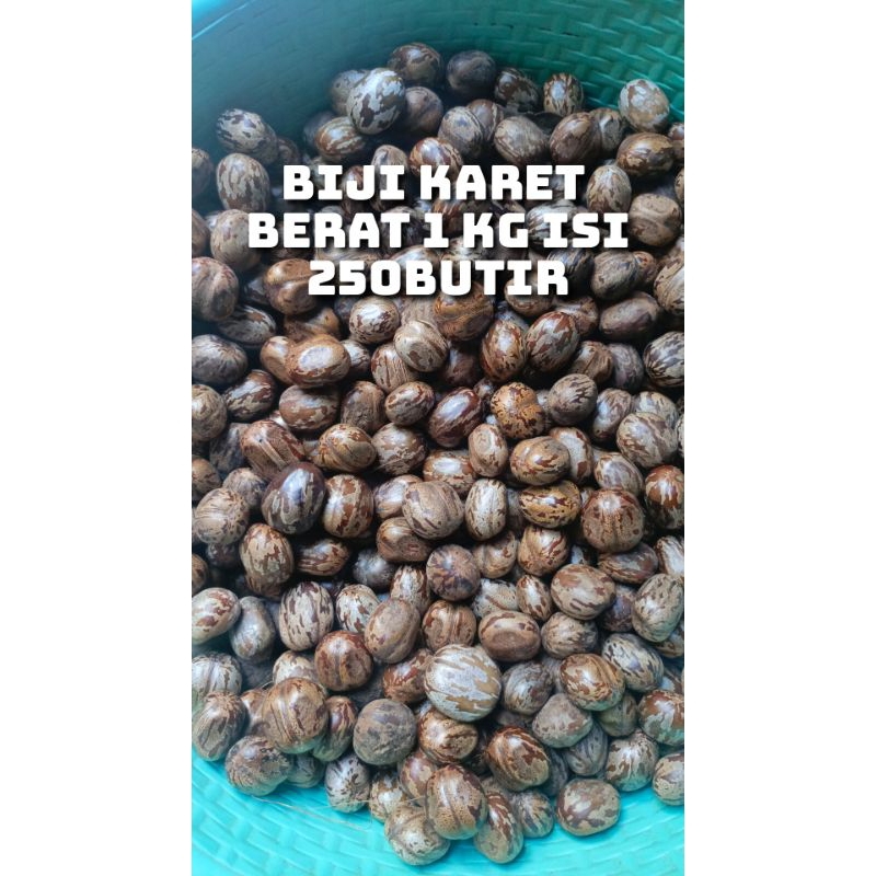 

Biji Karet aduan berat 1kg