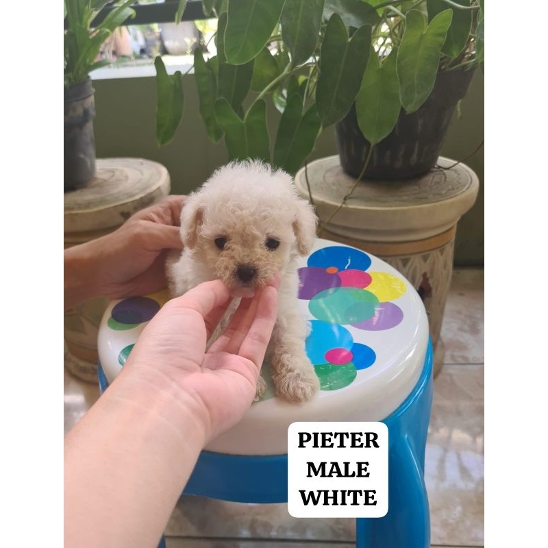 

Pelunasan tiny white poodle jantan Pieter